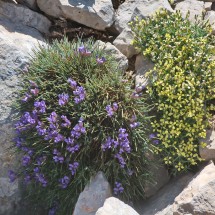 Flowers on the way to the top of La Sagra